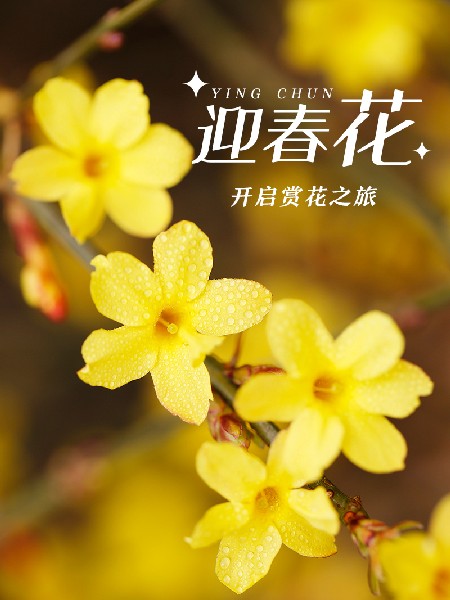 追花指南第二期！京城三月里最撩人的玉蘭觀賞地