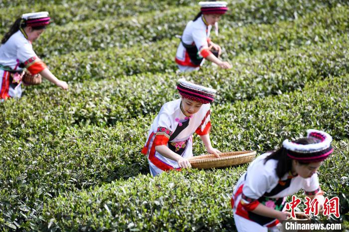 白族村民在茶園采摘?！钊A峰 攝