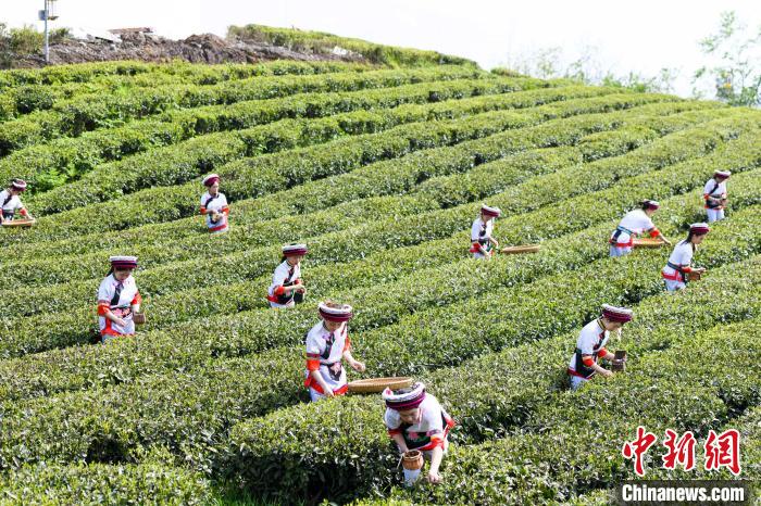 眾多白族村民身著民族服飾走進(jìn)茶園采摘?！钊A峰 攝