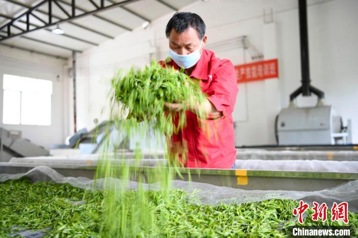 村民將茶葉攤青晾干。　楊華峰 攝
