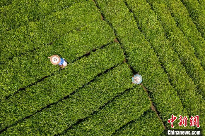 茶農(nóng)正在采摘新鮮茶葉?！√普?攝