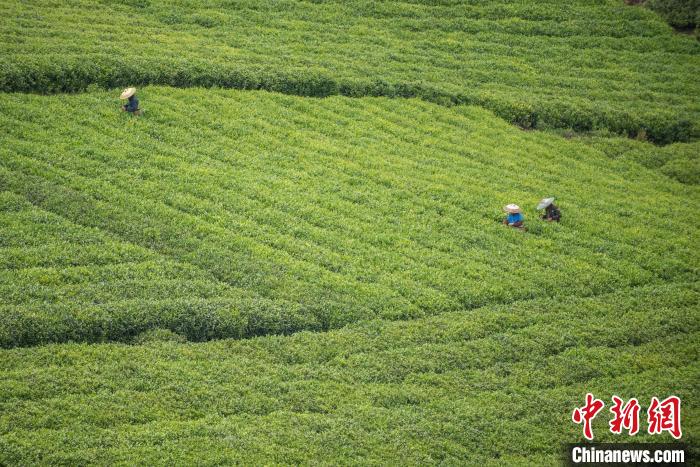 茶農(nóng)采摘谷雨茶?！√普?攝
