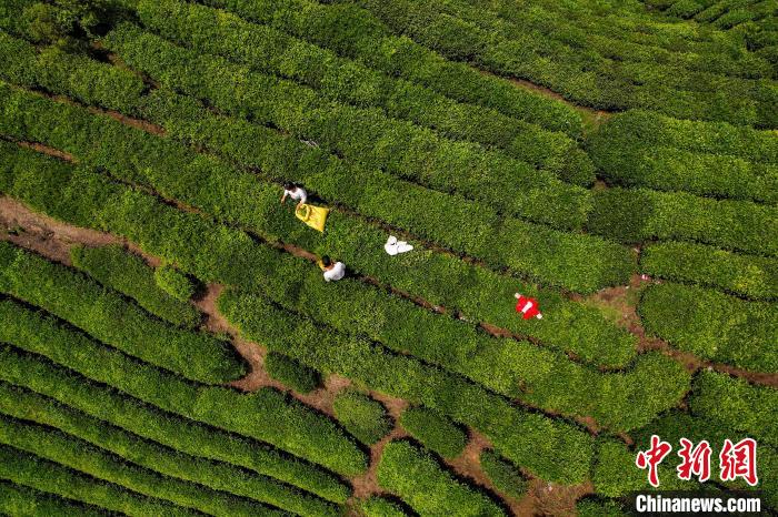 茶農(nóng)正在采摘新鮮茶葉?！√普?攝