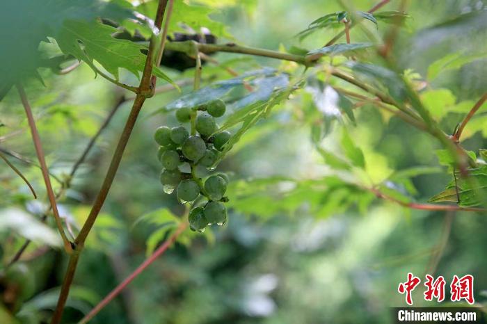 野生動(dòng)物在北京：如何筑牢生物多樣性“保護(hù)網(wǎng)”？
