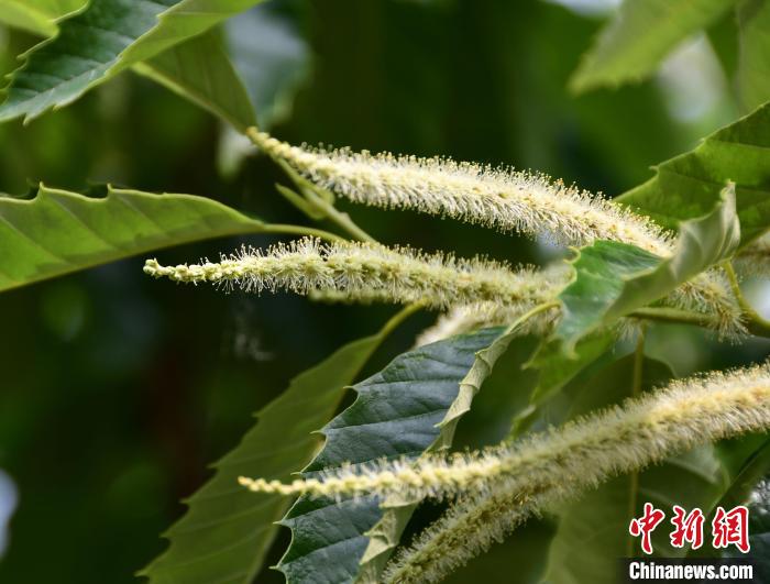 毛茸茸的栗花。　郝云崎 攝