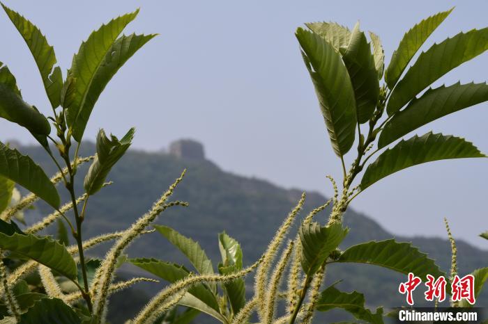 長(zhǎng)城腳下，“栗”花盛開(kāi)?！『略破?攝