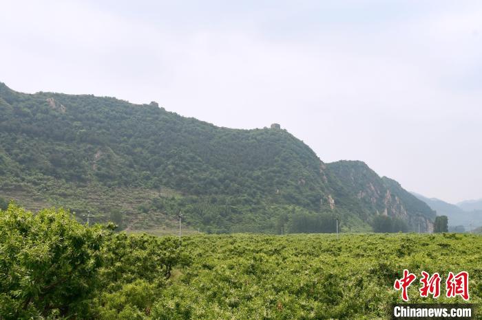 長(zhǎng)城腳下萬(wàn)畝栗花綻放，散發(fā)出淡淡清香。　郝云崎 攝