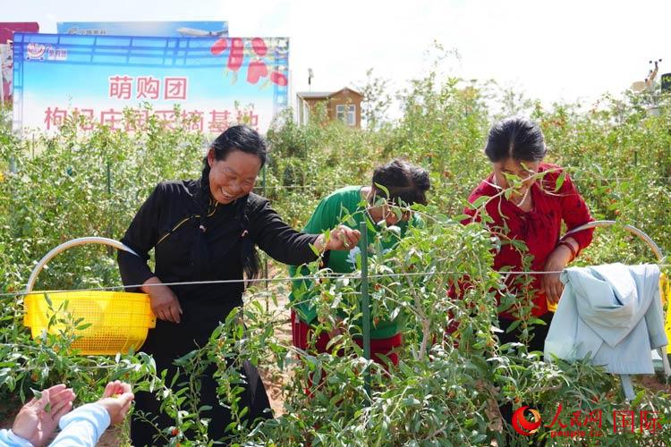 中寧縣來自西海固的移民大姐們一邊采摘新鮮枸杞一邊歌唱，笑由心生。人民網(wǎng)記者 何蒨攝