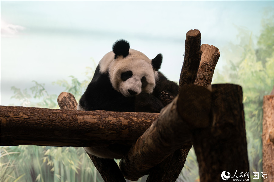 無比可愛的大熊貓“丁丁”。人民網(wǎng)記者 翁奇羽攝