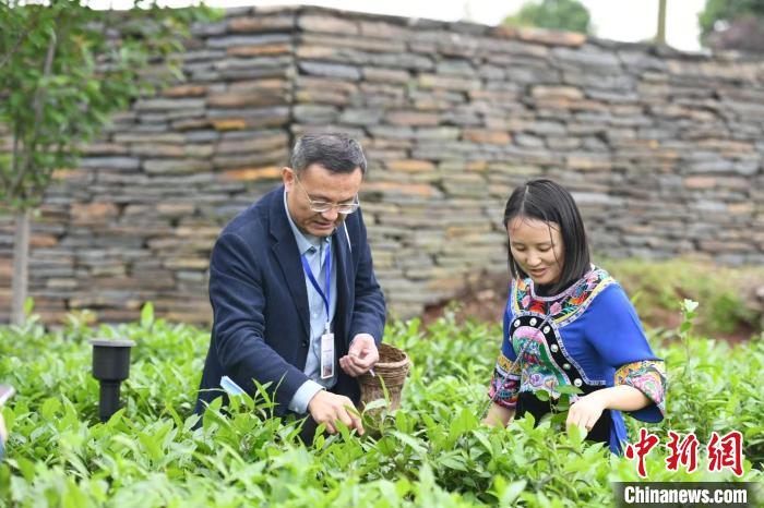 東盟國家媒體記者在辰龍關(guān)茶園采茶?！钊A峰 攝
