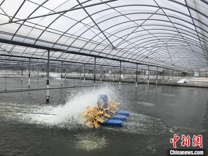 南美白對蝦養(yǎng)殖基地。　象山蝦蟹科技小院供圖