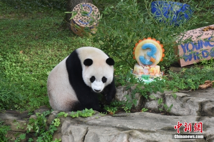 當(dāng)?shù)貢r間8月21日，旅美大熊貓幼崽“小奇跡”迎來3周歲生日。華盛頓國家動物園給“小奇跡”舉辦了“生日派對”，眾多游客前來給“小奇跡”慶生。<a target='_blank' href='/'><p  align=