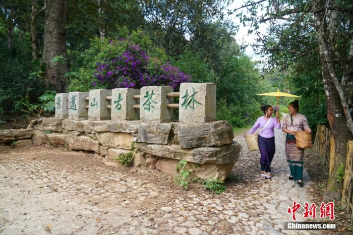 普洱景邁山古茶林文化景觀位于中國云南省普洱市瀾滄拉祜族自治縣惠民鎮(zhèn)。<a target='_blank' href='/' _fcksavedurl='/'><p  align=