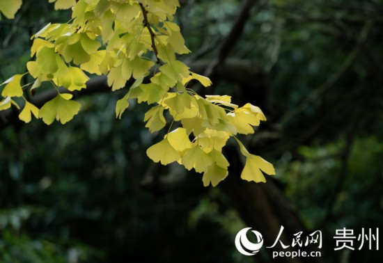 觀山湖公園秋意漸濃。人民網(wǎng) 陽茜攝