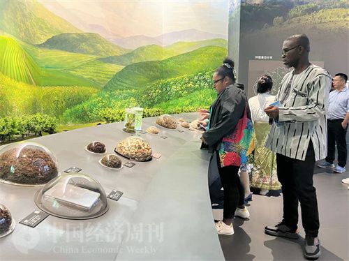   （在中國藥都中醫(yī)藥博物館，外媒記者了解中醫(yī)藥發(fā)展史。中國經(jīng)濟(jì)周刊記者 郭志強(qiáng) 攝）