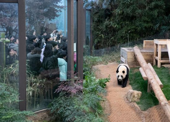 2月20日，韓國民眾在韓國愛寶樂園參觀大熊貓“福寶”。新華社記者姚琪琳攝