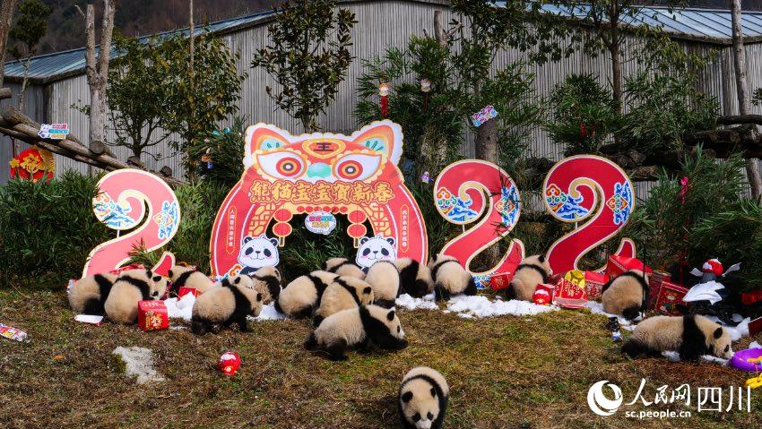 熊貓寶寶賀新春、迎冬奧。李傳有攝