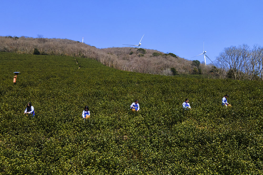 茶農(nóng)們搶抓晴好天氣采摘春茶。楊云中攝