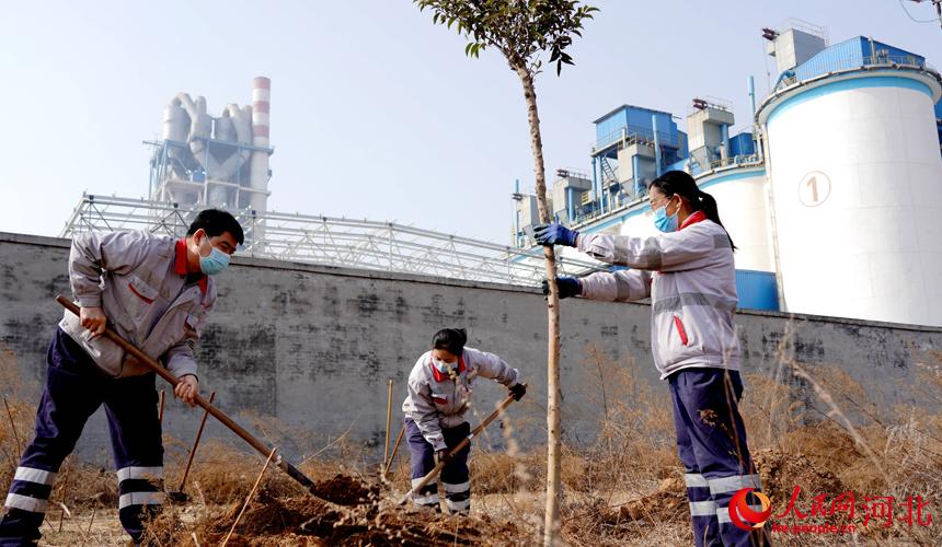 邢臺金隅職工在石邢公路沿線植樹。 宋繼昌攝