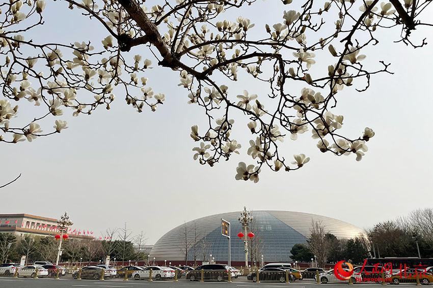長安街畔玉蘭綻放。人民網(wǎng) 尹星云攝