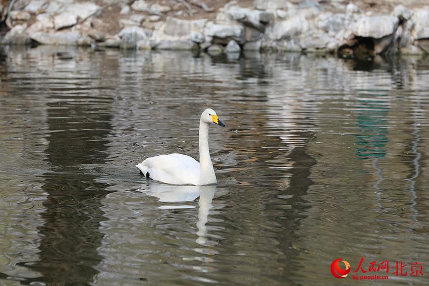 北京動(dòng)物園水禽湖上，水鳥游弋其中，傳遞春的消息。人民網(wǎng) 尹星云攝