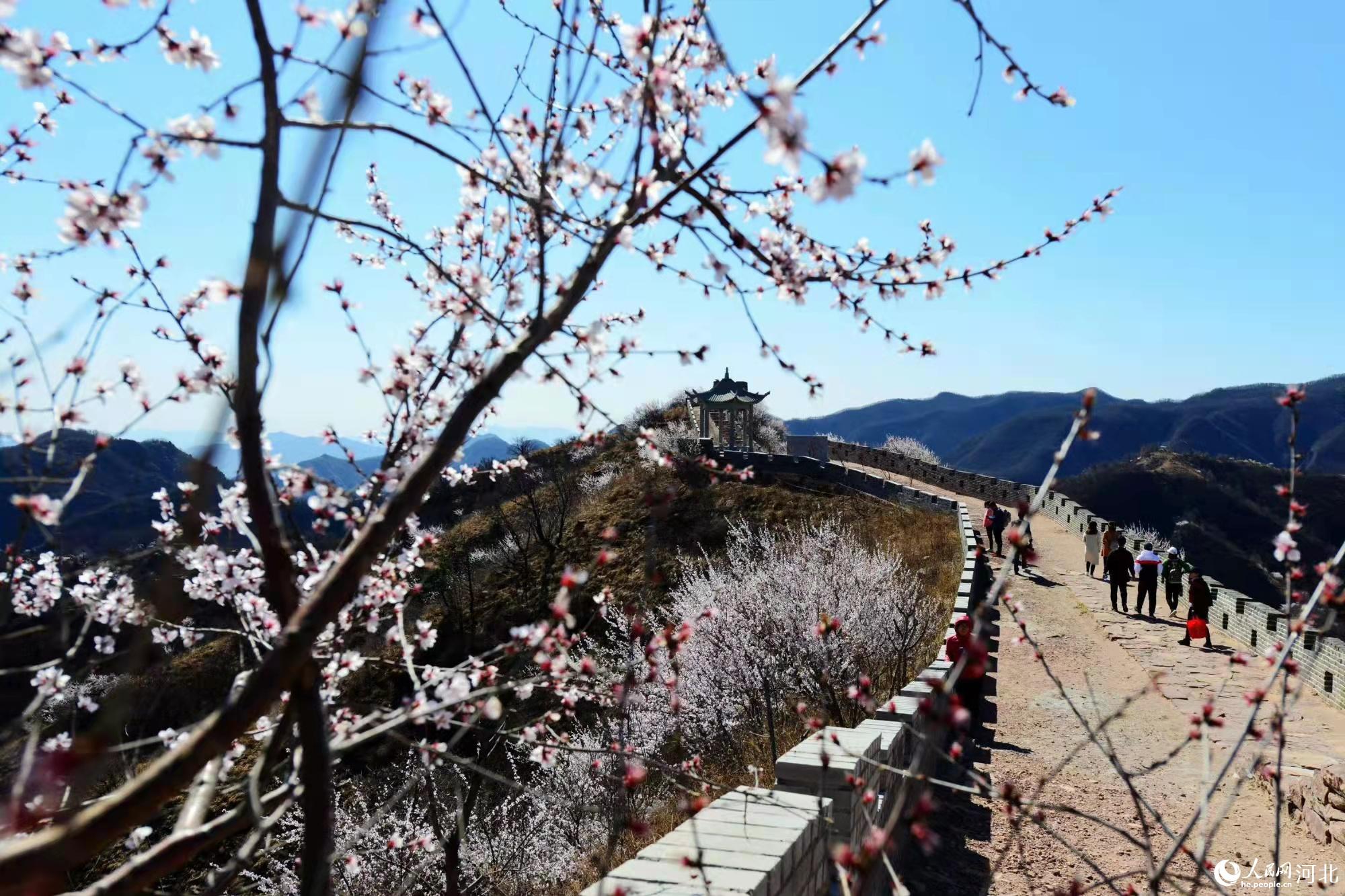 邢臺(tái)九龍峽景區(qū)鮮花盛開。 馬健攝