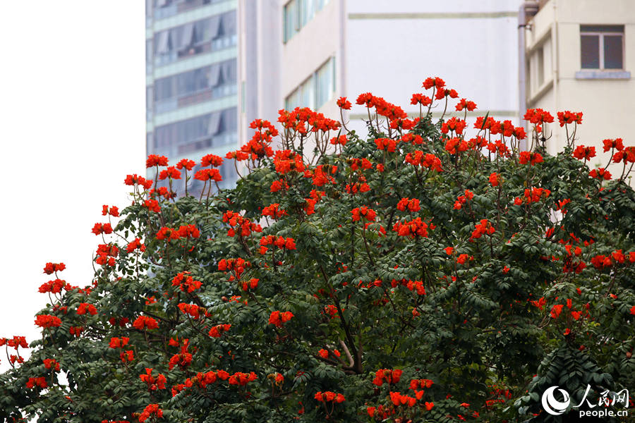 廈門市金榜公園旁的火焰木滿樹(shù)繁花。人民網(wǎng) 陳博攝