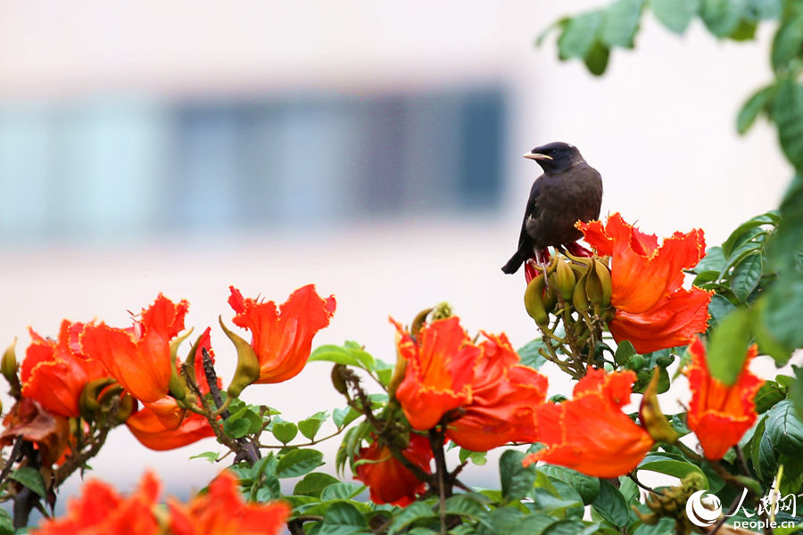 一只小鳥(niǎo)在火焰木花朵間眺望。人民網(wǎng) 陳博攝