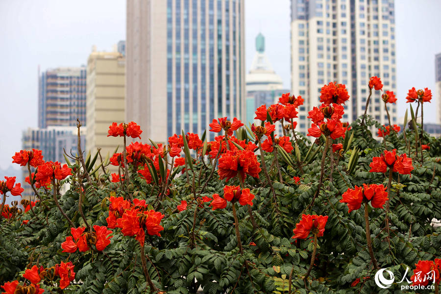 火焰木花朵在樹(shù)頂連片盛開(kāi)。人民網(wǎng) 陳博攝
