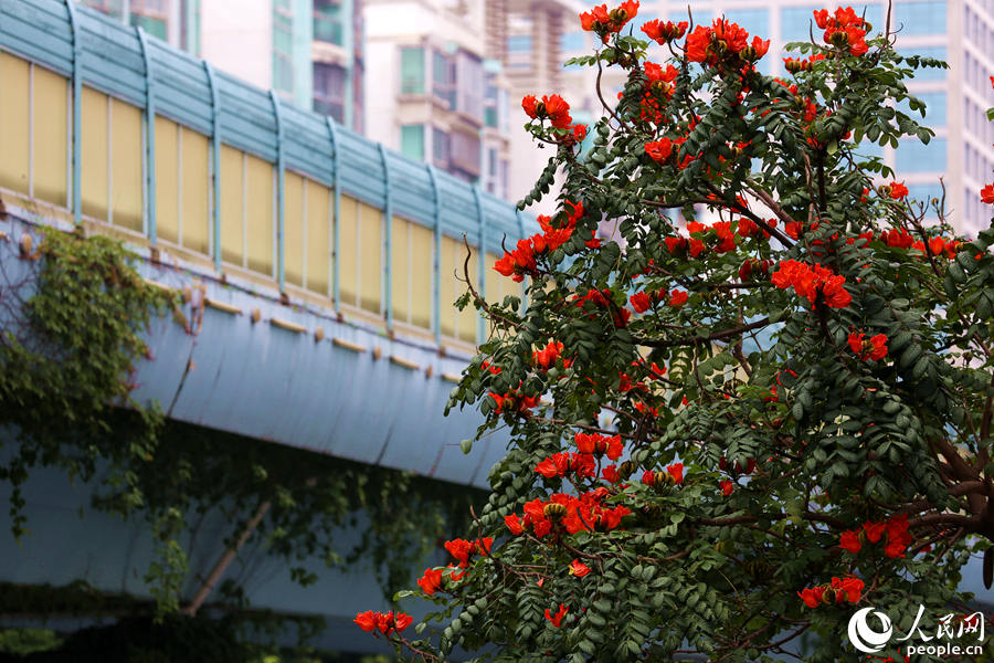 火焰木樹(shù)高10米以上，高度與BRT高架橋相當(dāng)。人民網(wǎng) 陳博攝