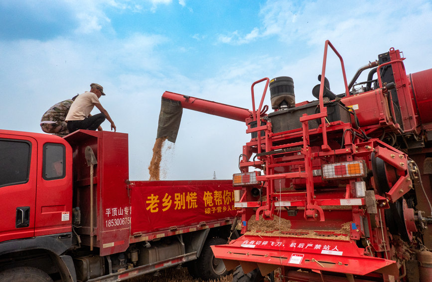 魯山縣組織多種形式的志愿隊(duì)伍，幫助困難群眾解決夏收夏種難題。葉全花攝