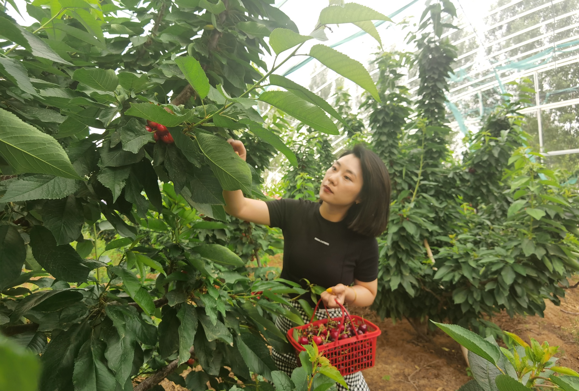 穿行林間，游客摘下一串串“紅瑪瑙”，感受鄉(xiāng)村別樣風景。 劉柯旋攝