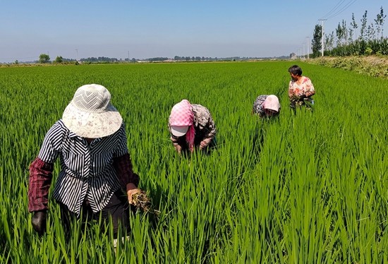 7月15日，農民在河北省玉田縣石臼窩鎮(zhèn)王家樓村稻田勞作。 張仁杰攝