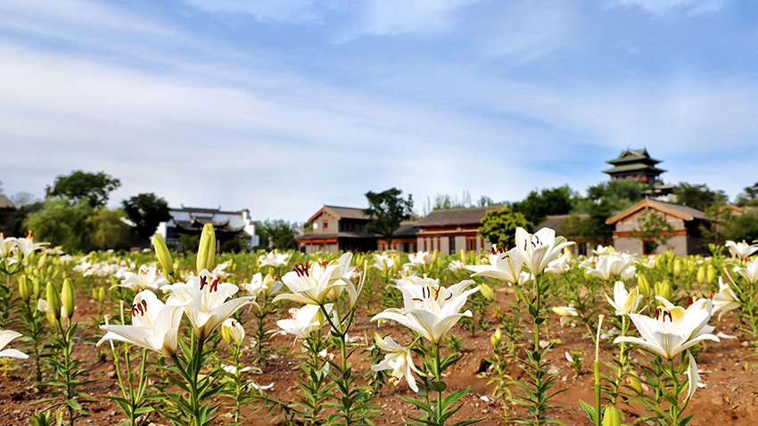 北京世園公園百合陸續(xù)盛放。（北京世園公園供圖）