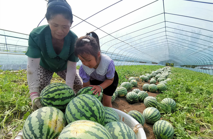 在北辰區(qū)雙街鎮(zhèn)的西瓜種植基地內(nèi)，種植農(nóng)戶們正忙著采收。陳立興攝