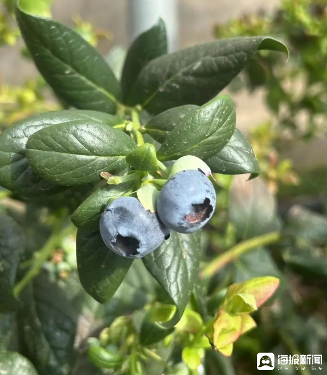 西瓜、藍(lán)莓、草莓上高原！山東濰坊援藏組因地制宜打造特色蔬菜發(fā)展中心