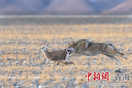 圖為獲獎作品。同海元供圖