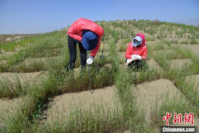 圖為工作人員在調(diào)查沙障技術(shù)成果。　張登山 攝