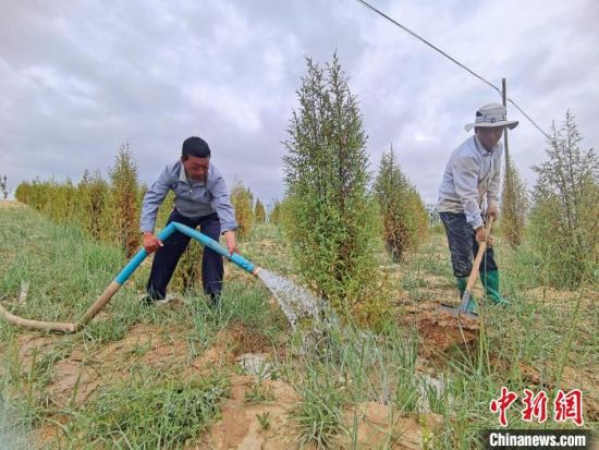 圖為扎西和村民給樹澆水?！∑钤鲚怼z