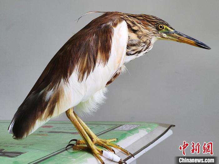 圖為被救助的國家一級重點(diǎn)保護(hù)動物池鷺?！×鴿商?攝