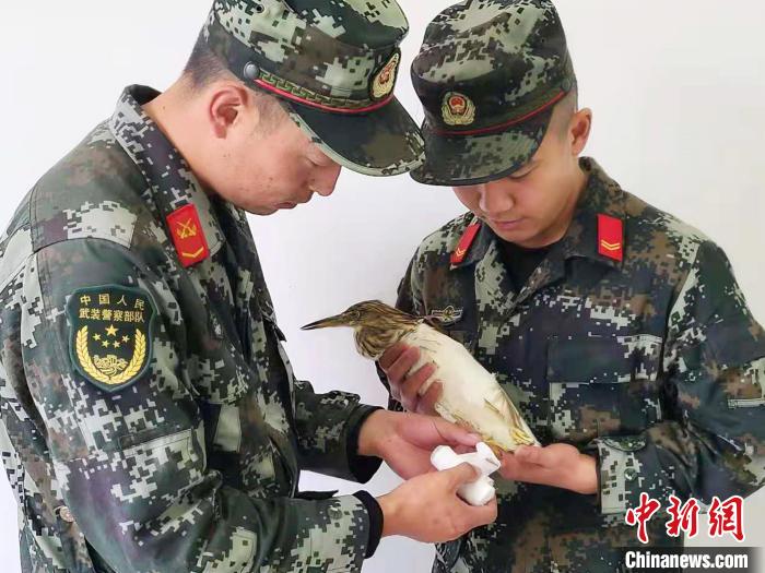 圖為武警官兵正在為國家一級重點(diǎn)保護(hù)動物池鷺包扎。　柳澤田 攝