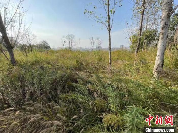 發(fā)現(xiàn)的加拿大一枝黃花。　楊波 攝