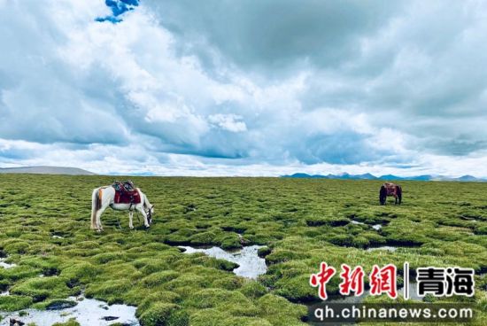 圖為長江南源沼澤濕地。李江寧攝