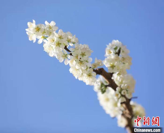 李花盛開(kāi)?！『吻搴?攝