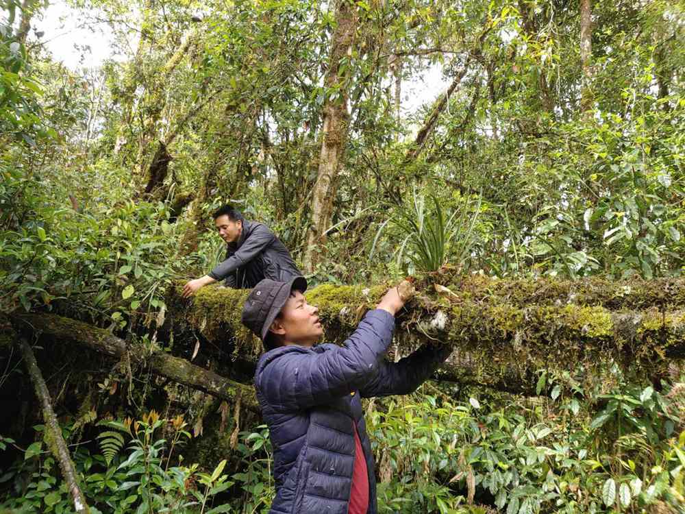 蘭花歸野。圖片由山水自然保護(hù)中心提供