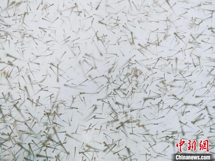 圖為魚苗?！?zhí)砀?攝