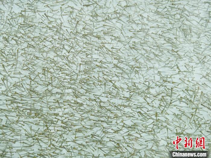 圖為密集培育的魚苗?！?zhí)砀?攝