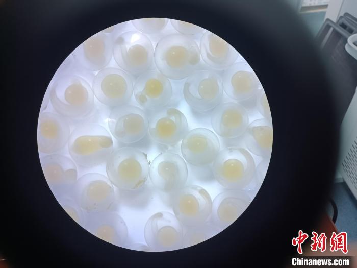 圖為顯微鏡下的魚卵。　青海湖裸鯉救護(hù)中心 供圖