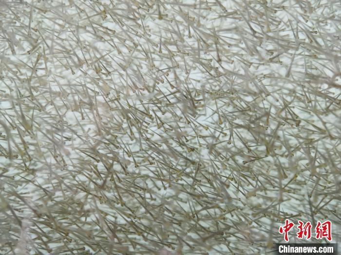 圖為密集分布的魚苗?！?zhí)砀?攝
