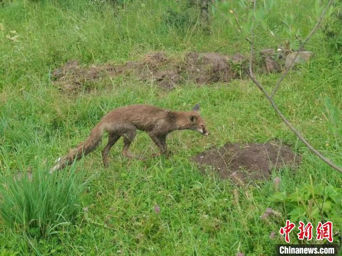 青?；ブ骄戎鷩叶壉Ｗo野生動物赤狐